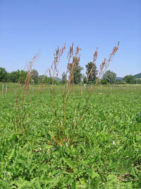 Rumex acetosa phytometers Jena Experiment